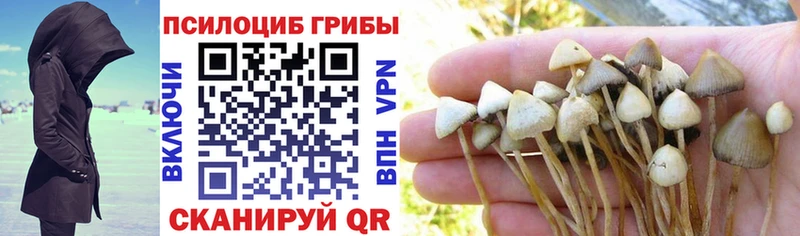 blacksprut как зайти Хадыженск Псилоцибиновые грибы MAGIC MUSHROOMS